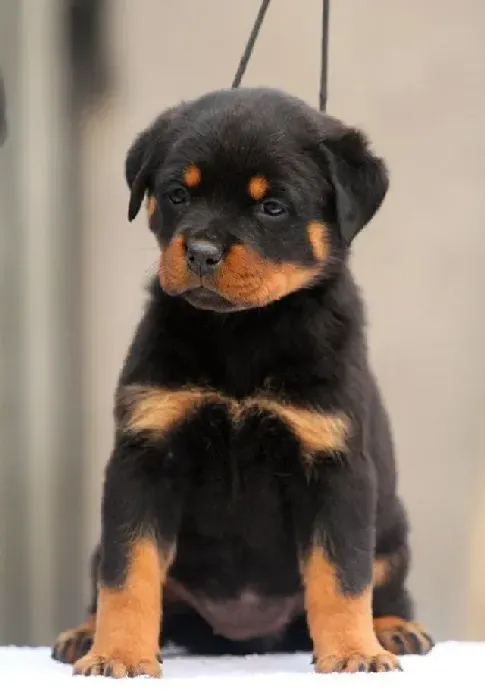 罗威纳犬|罗威纳犬最近咳嗽，干呕没什么事吧
