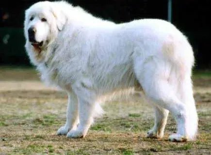 大白熊犬|大白熊犬可以吃水果吗