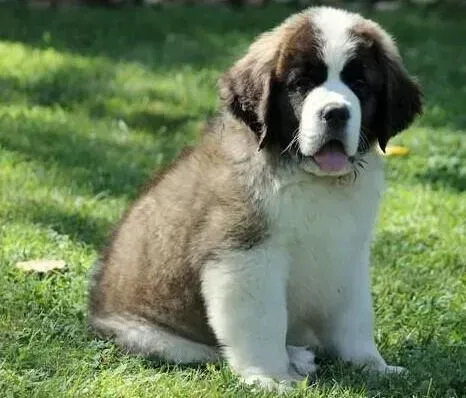 圣伯纳犬|在炎热的夏天圣伯纳犬能喝绿豆汤避暑吗