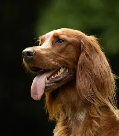 金毛犬最爱吃什么 食物哪些不能吃 | 金毛犬