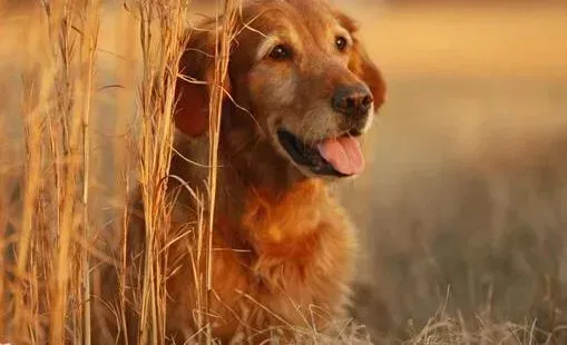 金毛|简单喂药法 给金毛犬喂药有哪几种方法