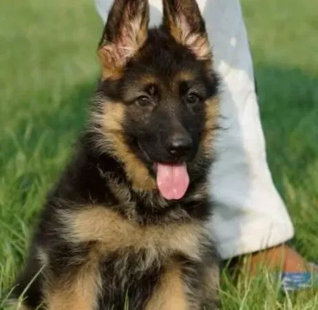 德国牧羊犬|怎样的喂养方式对于德国牧羊犬来说最合适