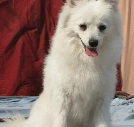 银狐犬|巧妙训练银狐犬正确排泄的九方法