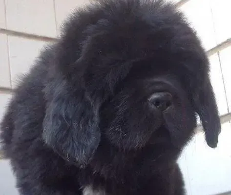 藏獒|藏獒换牙时期主人需要注意什么问题