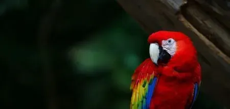 虎皮鹦鹉繁殖期的注意事项 注意补充营养 | 虎皮鹦鹉