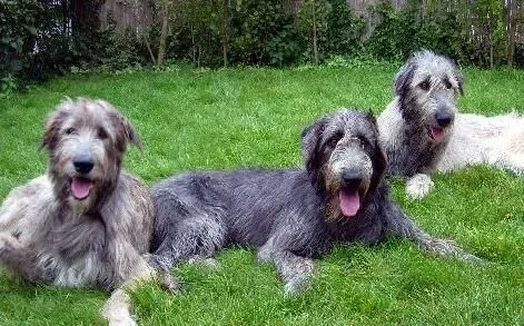 爱尔兰猎狼犬特征 爱尔兰猎狼犬是真正的巨犬 | 爱尔兰猎狼犬