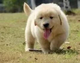 金毛|金毛犬身上长红色脓包抹什么药膏治疗好