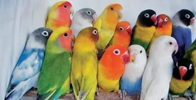 鹦鹉怎么养 警惕鹦鹉营养过剩引起疾病 | 牡丹鹦鹉