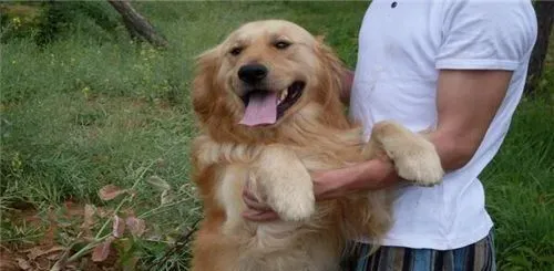 金毛寻回犬皮肤病 金毛犬皮肤病的治疗方法 | 金毛寻回犬