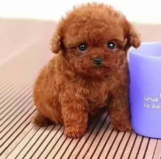 贵宾犬|贵宾犬九个月了适合吃什么狗粮呢