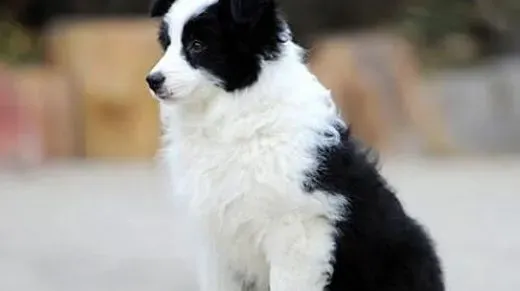 边境牧羊犬|孕期的边境牧羊犬饮食有哪些好的建议