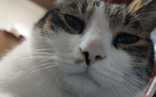 遇上路霸+碰瓷的猫 无奈爸爸每下阶梯要小心翼翼 | 猫