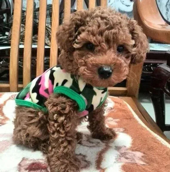 贵宾犬|贵宾犬怀孕35天可以打疫苗吗