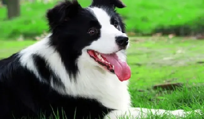 边境牧羊犬|训练边境牧羊犬有正确观念的方法