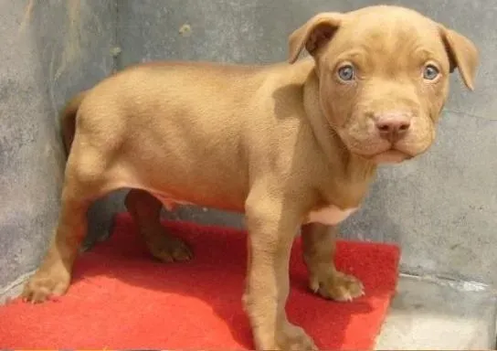 比特犬|如何喂比特犬吃药