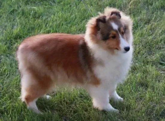 喜乐蒂|喜乐蒂母犬第一次发情可以进行交配吗