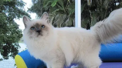 伯曼猫能吃米饭吗 主人需要了解 | 伯曼猫