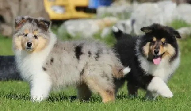 苏格兰牧羊犬|苏格兰牧羊犬的嘴角有点肿胀这是什么情况