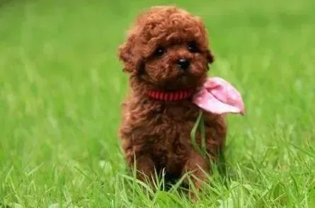 泰迪犬|饲养泰迪犬主人需要了解的几个方面