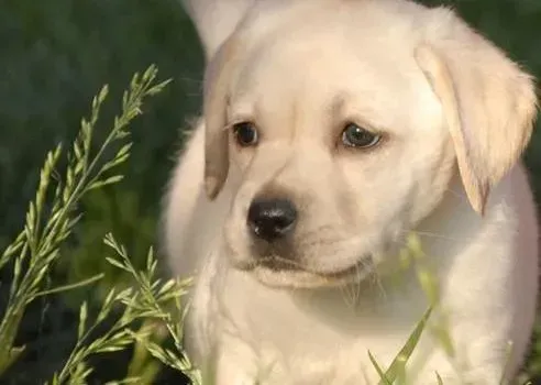 拉布拉多|判断上乘的拉布拉多犬狗粮有哪些招数