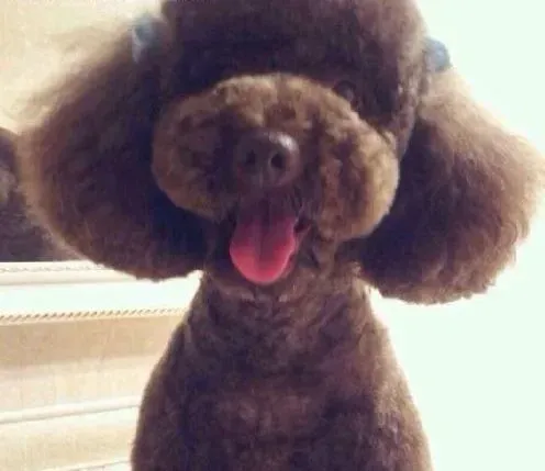 贵宾犬|对于不听话的贵宾犬主人应该采取什么措施