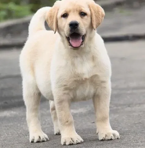 拉布拉多|如何掌握给拉布拉多犬补钙的方法