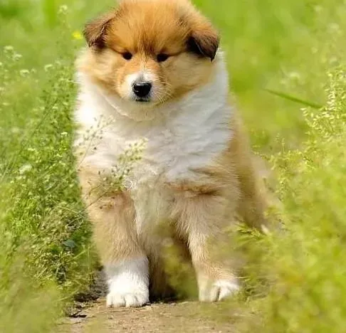 喜乐蒂|外出期间喜乐蒂犬是用背带好还是颈圈好呢