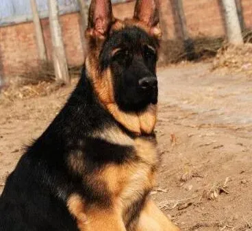德国牧羊犬|德国牧羊犬后腿抽搐，发抖是怎么了