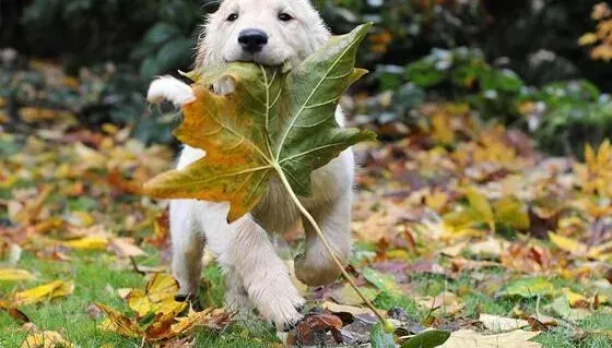 拉布拉多|新生犬护理百科 刚分娩的拉布拉多犬幼犬要怎样饲养