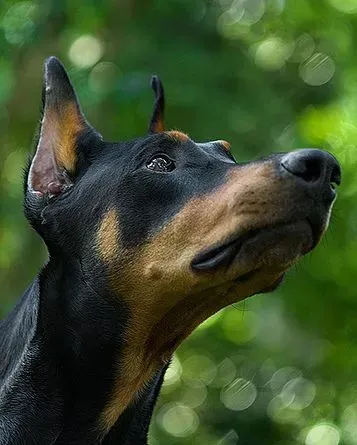 杜宾犬吃什么狗粮好 饼干最好是无糖的 | 杜宾犬