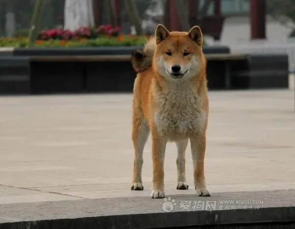 柴犬|柴犬肚皮上出现红斑不吃饭需要怎么帮助狗狗一下呢