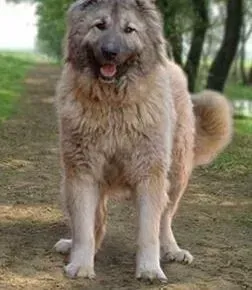 高加索犬|向关节痛说拜拜 治疗高加索犬关节痛的方法