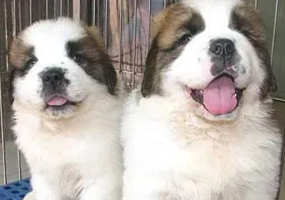 圣伯纳犬|如何快速买到健康的圣伯纳犬