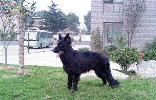 比利时牧羊犬幼犬怎么喂 热水泡软在给它吃 | 比利时牧羊犬