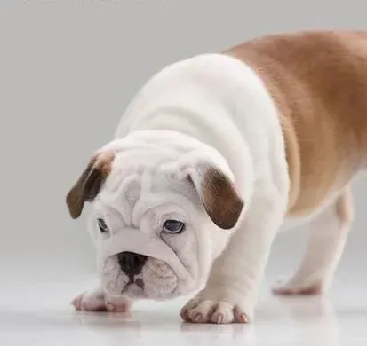 英国斗牛犬|让斗牛犬喜欢上坐车还不晕车的方法