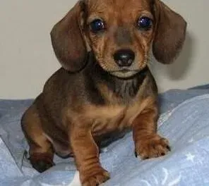 腊肠犬|腊肠犬的前腿有点发红，开始红肿怎么办