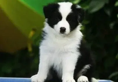 边境牧羊犬|不要让挑食影响到边境牧羊犬的健康