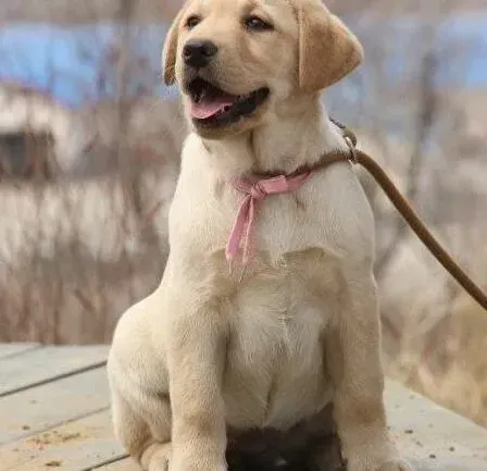 拉布拉多|拉布拉多犬今天拉肚子而且呕吐 救命