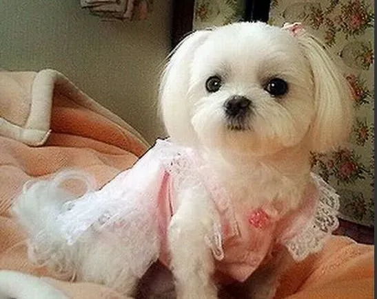 京巴狗|如何让京巴犬学会文明如厕