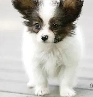 蝴蝶犬|怎样才能了解蝴蝶犬最真实的身体情况
