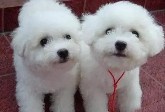 比熊犬|刚到我家的比熊犬呕吐拉黄水怎么办