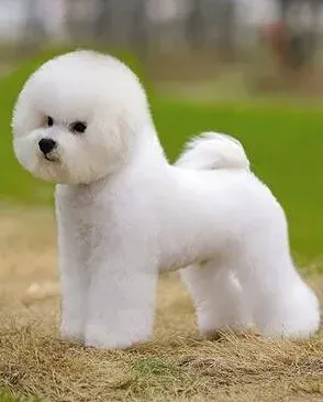 比熊犬|狗狗疾病知识普及 比熊犬为何会患上营养性皮肤病