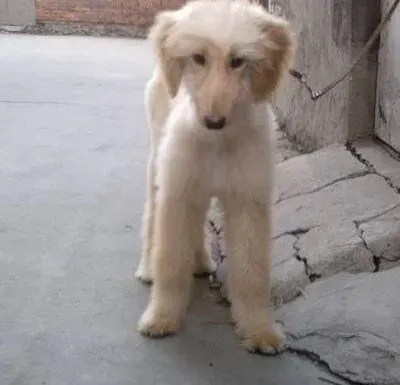 阿富汗猎犬|阿富汗猎犬患上皮肤病用什么方法可以治疗