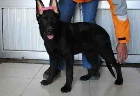 比利时牧羊犬|如何训练比利时牧羊犬 求解答