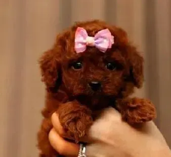 泰迪犬|泰迪犬最近总是频繁的咳嗽该怎么办