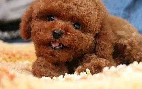 泰迪犬|选择泰迪犬狗粮时要注意的两件事情