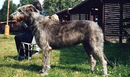 爱尔兰猎狼犬特征 爱尔兰猎狼犬是真正的巨犬 | 爱尔兰猎狼犬