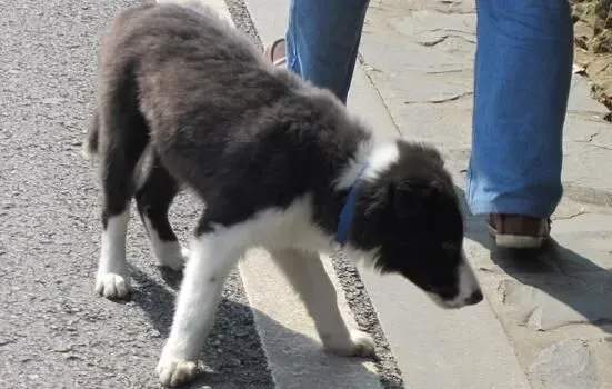 边境牧羊犬多久成年 中大型犬两岁成年 | 边境牧羊犬