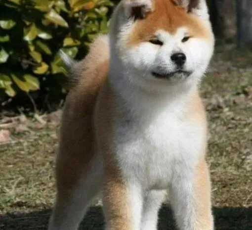 秋田犬|秋田犬总喜欢在自己的窝里乱挠的原因