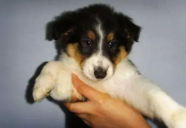 苏格兰牧羊犬|怎样让苏格兰牧羊犬成为游泳达人